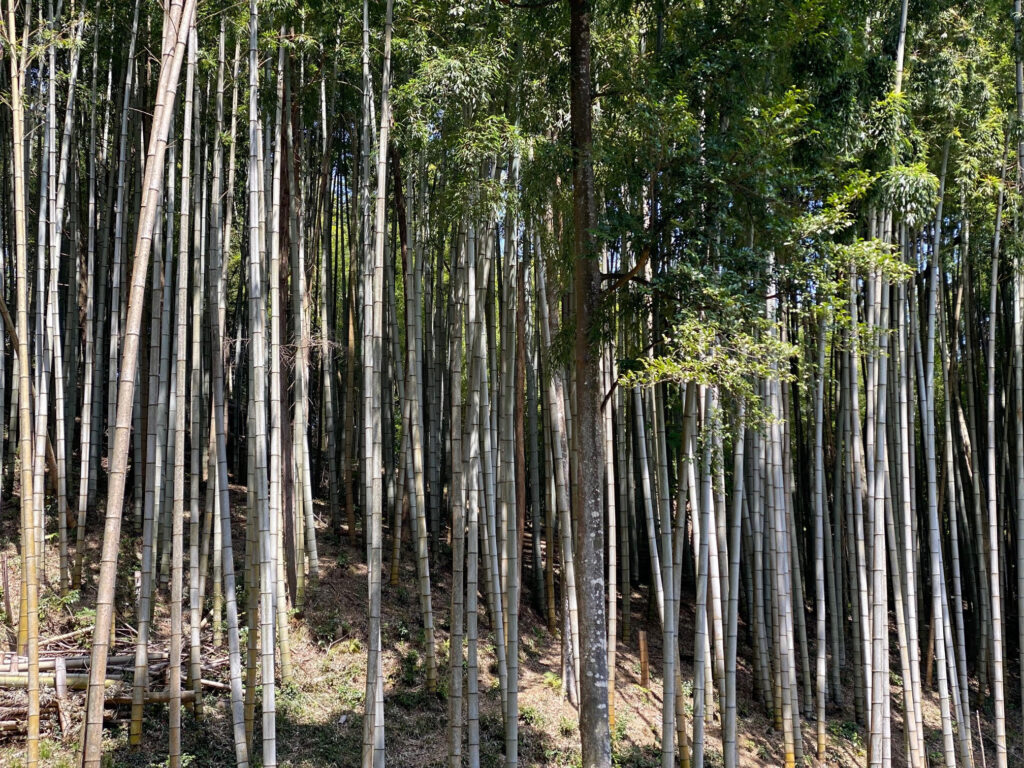 bamboo-woods-1-1