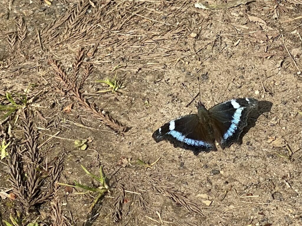 黒と青の蝶