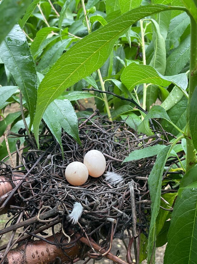 鳩の卵