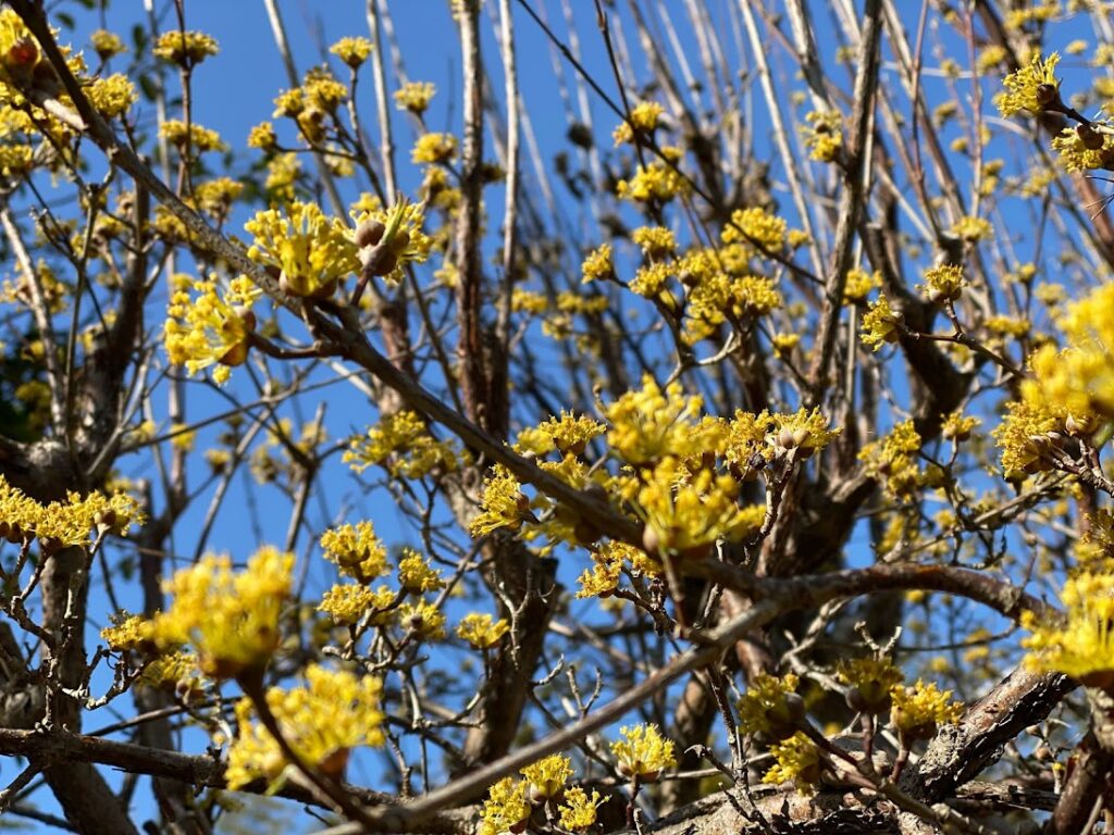 3月黄色い花