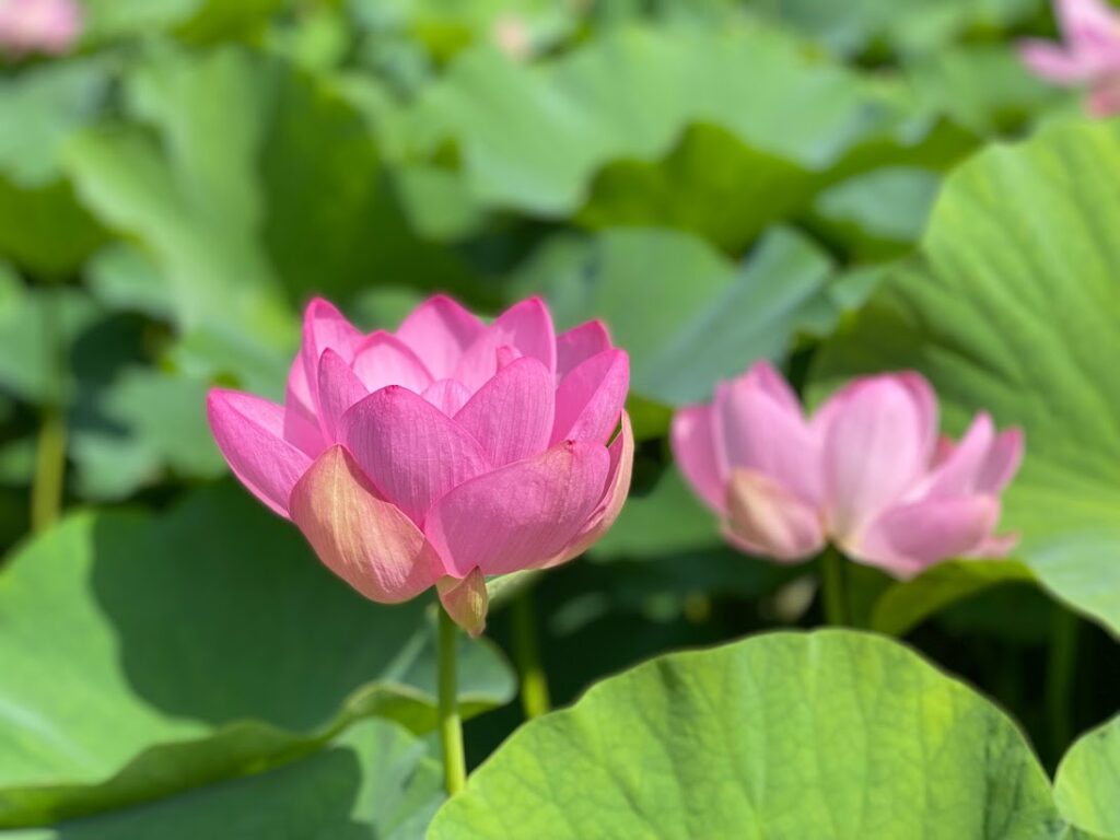 lotus 2