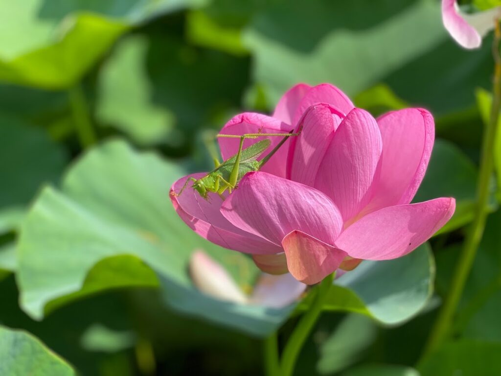 lotus & grasshopper