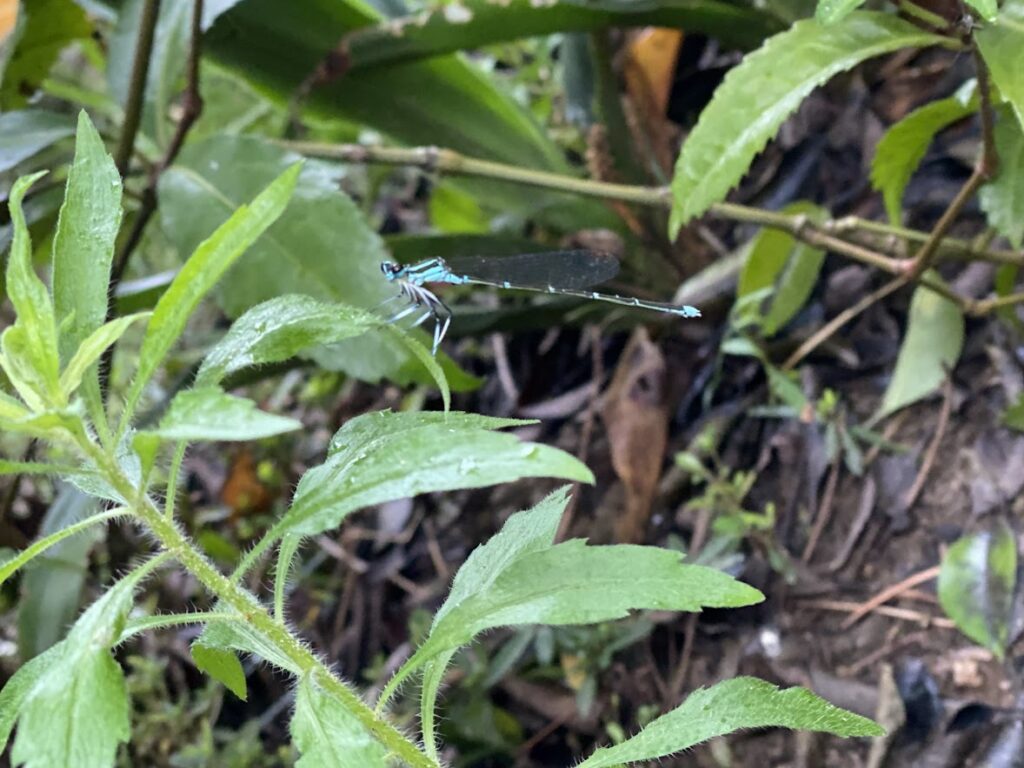 tiny-blue-dragonfly