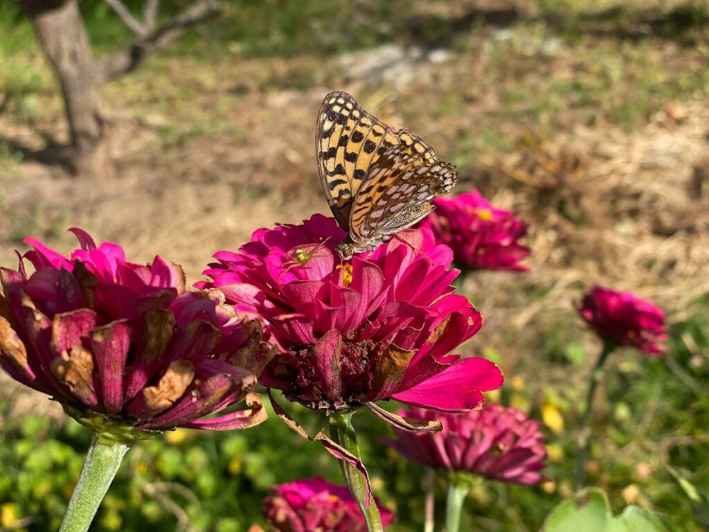 orange butterfly