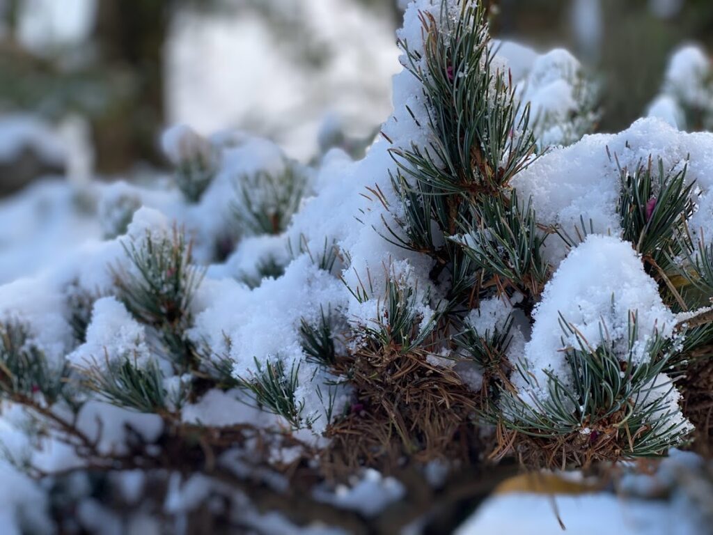 雪をかぶった枝