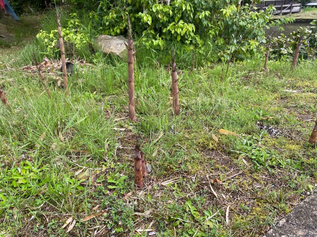 淡竹