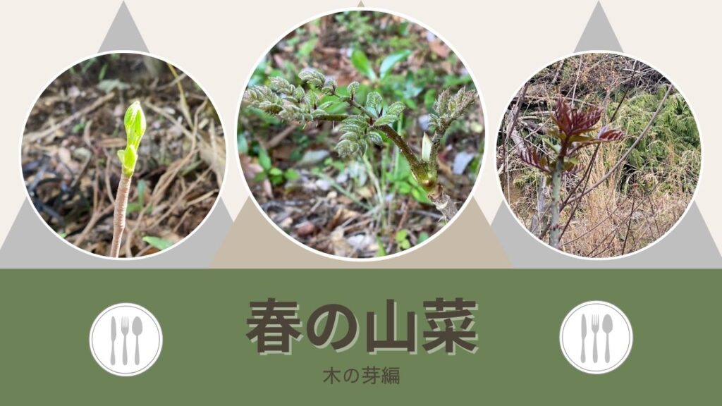 3種の木の芽