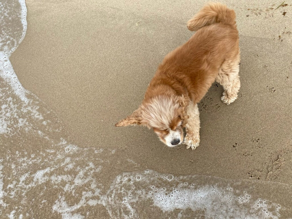 海岸散歩のワンコ