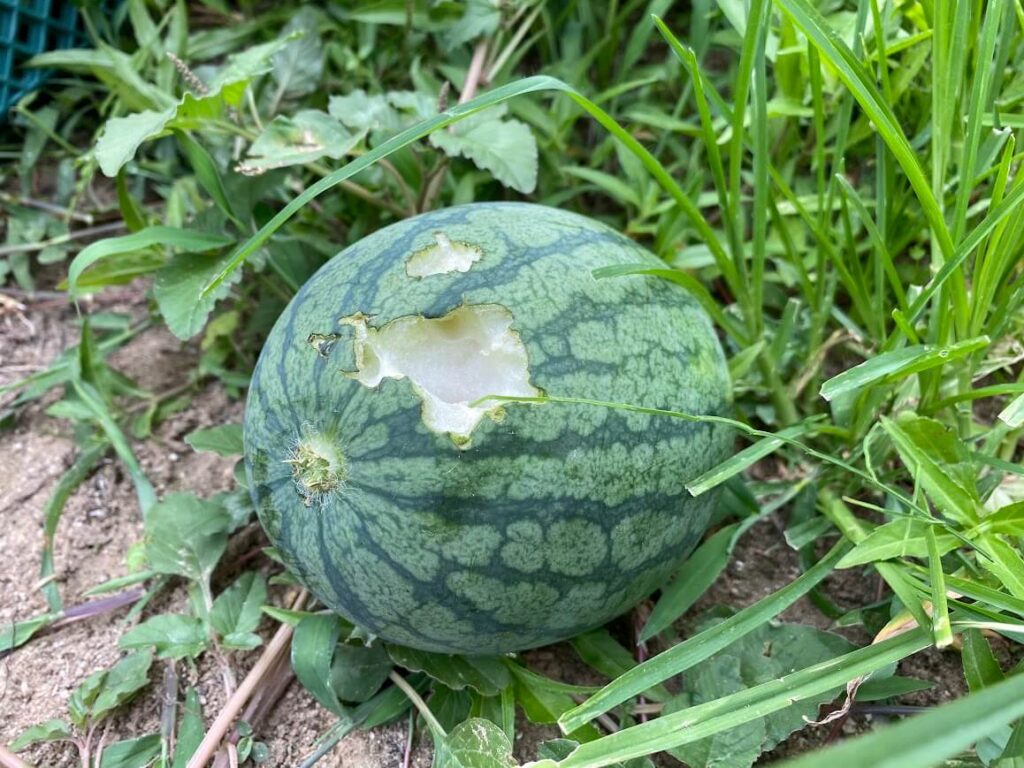 ハクビシンにやられたスイカ