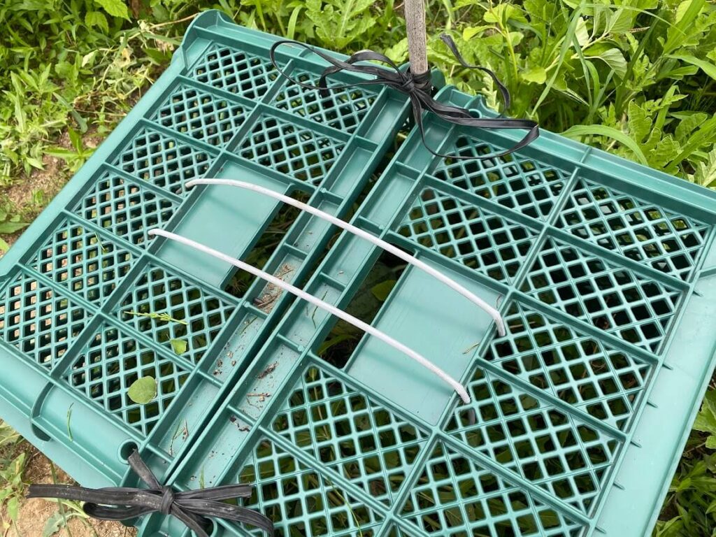完全防備のスイカ