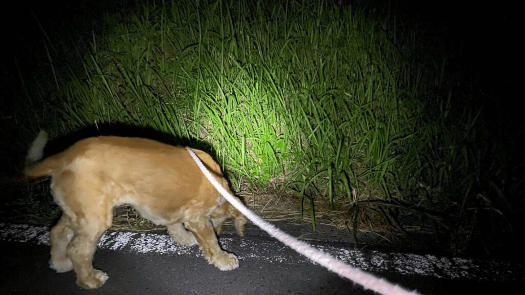 夜のお散歩