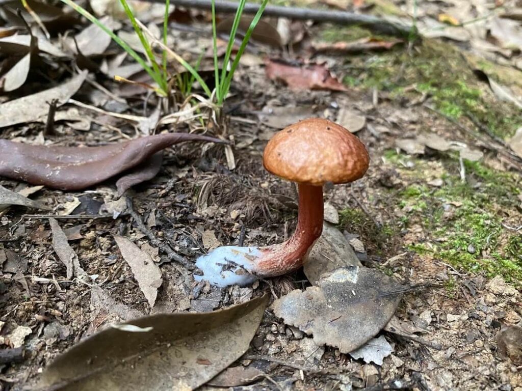 アシナガイグチ？