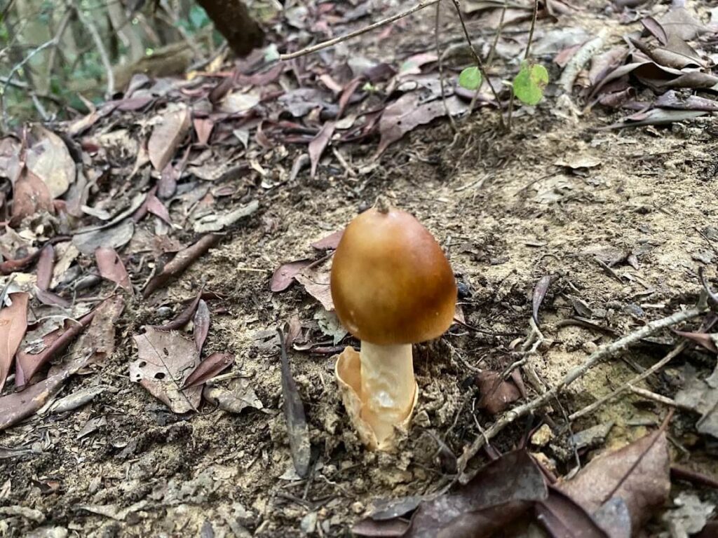 ツルタケ？