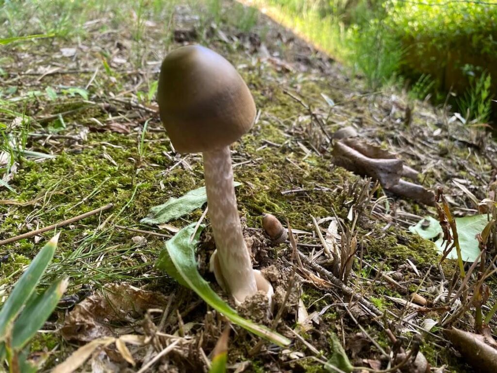 オオツルタケ