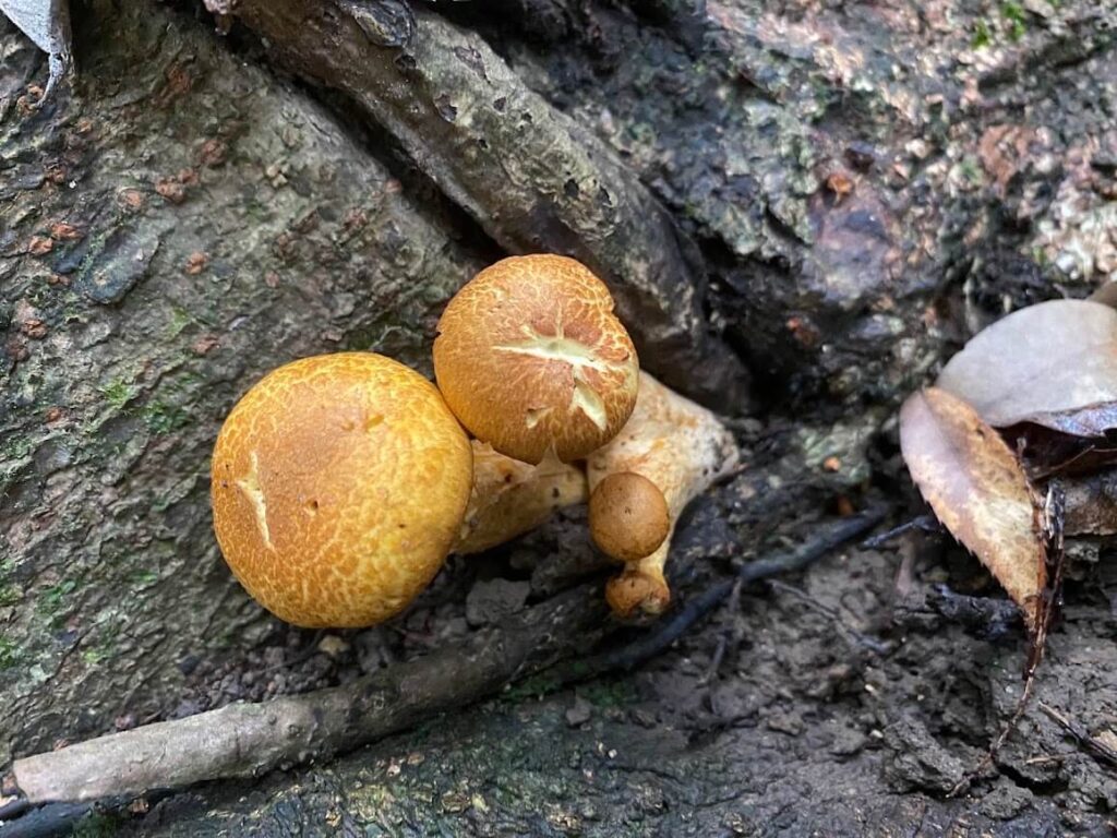 ツムタケ