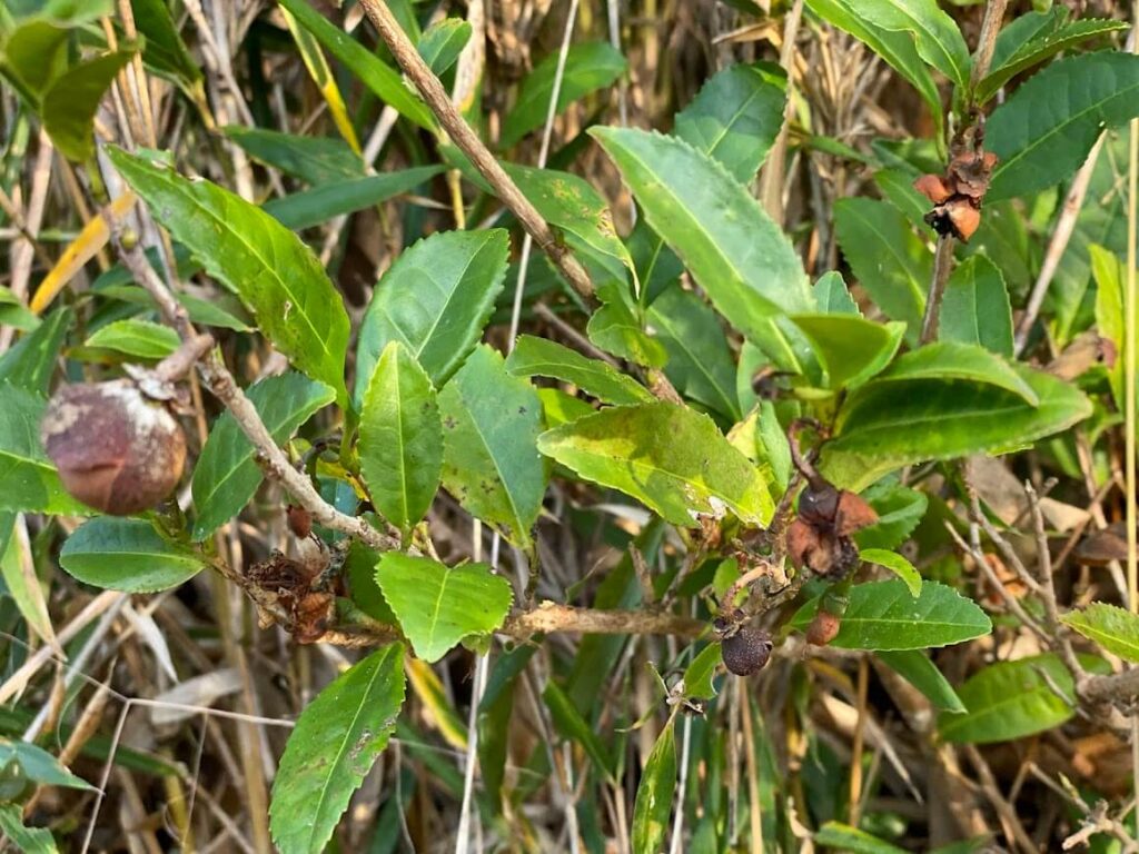 お茶の実