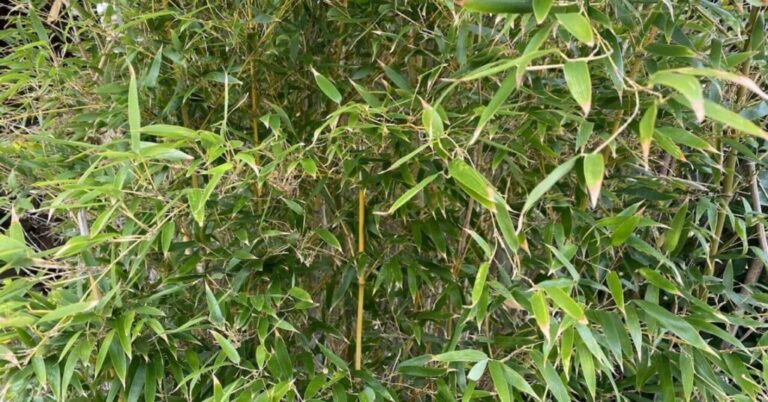 自然の恵みを味わうSDGs|山野草を使ったお茶(野草茶・花茶)の作り方と期待できる健康効果 | まなまなライフ