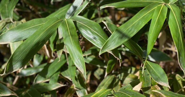 自然の恵みを味わうSDGs|山野草を使ったお茶(野草茶・花茶)の作り方と期待できる健康効果 | まなまなライフ