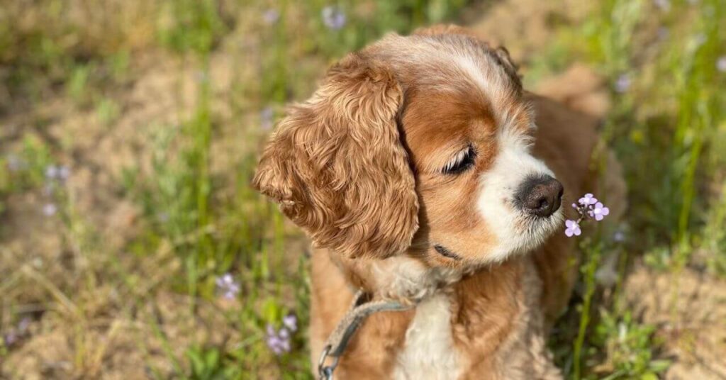 花の匂いを嗅ぐ犬