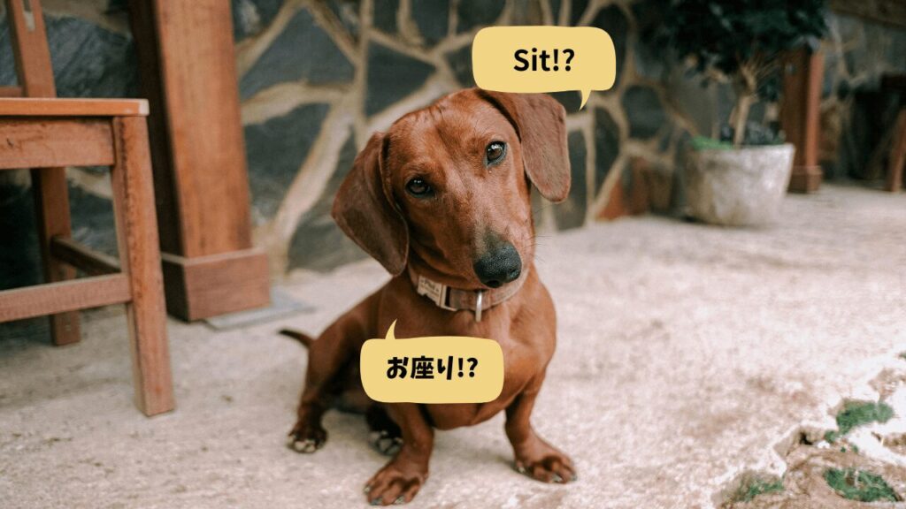 犬へのコマンド