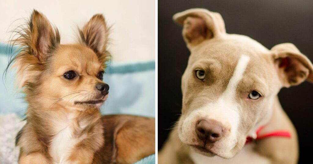 チワワとピットブル