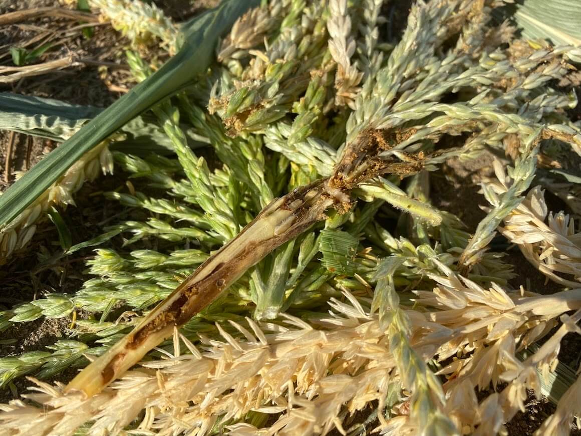 雄花に入り込んだアワノメイガの幼虫