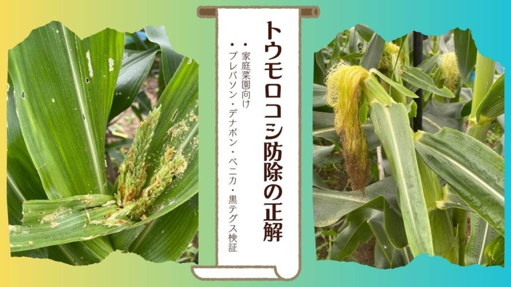 トウモロコシのカラス・アワノメイガ対策のアイキャッチ画像