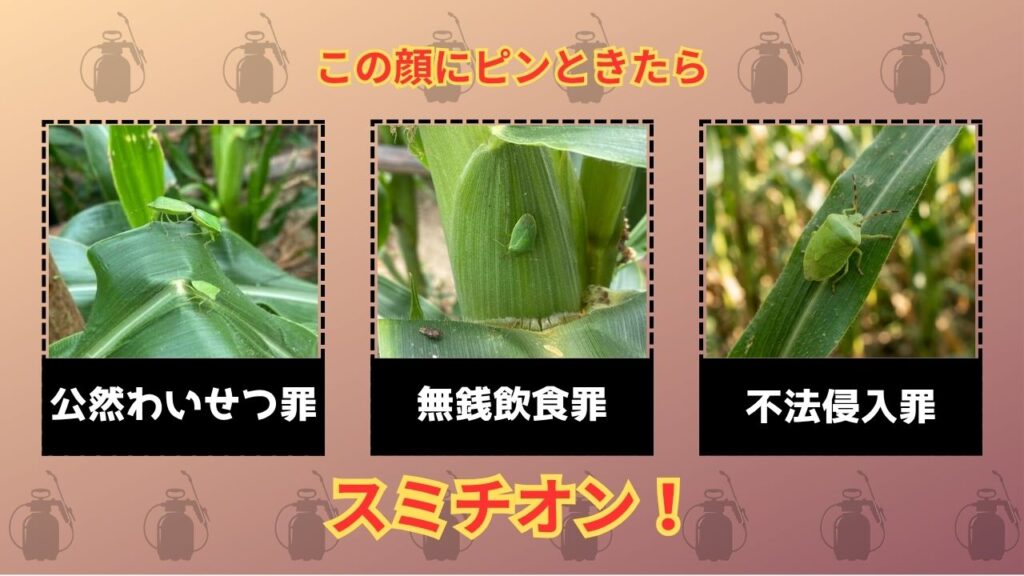 トウモロコシのカメムシ対策アイキャッチ画像