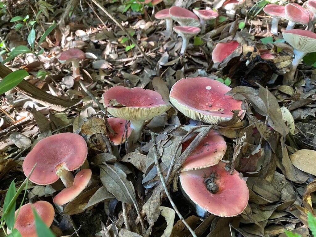 毒ベニタケ