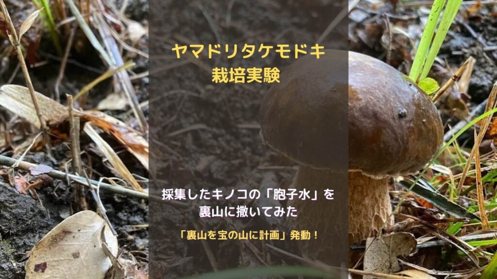 ヤマドリタケモドキ栽培実験