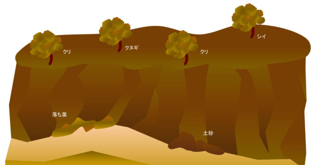 胞子水をまいた場所