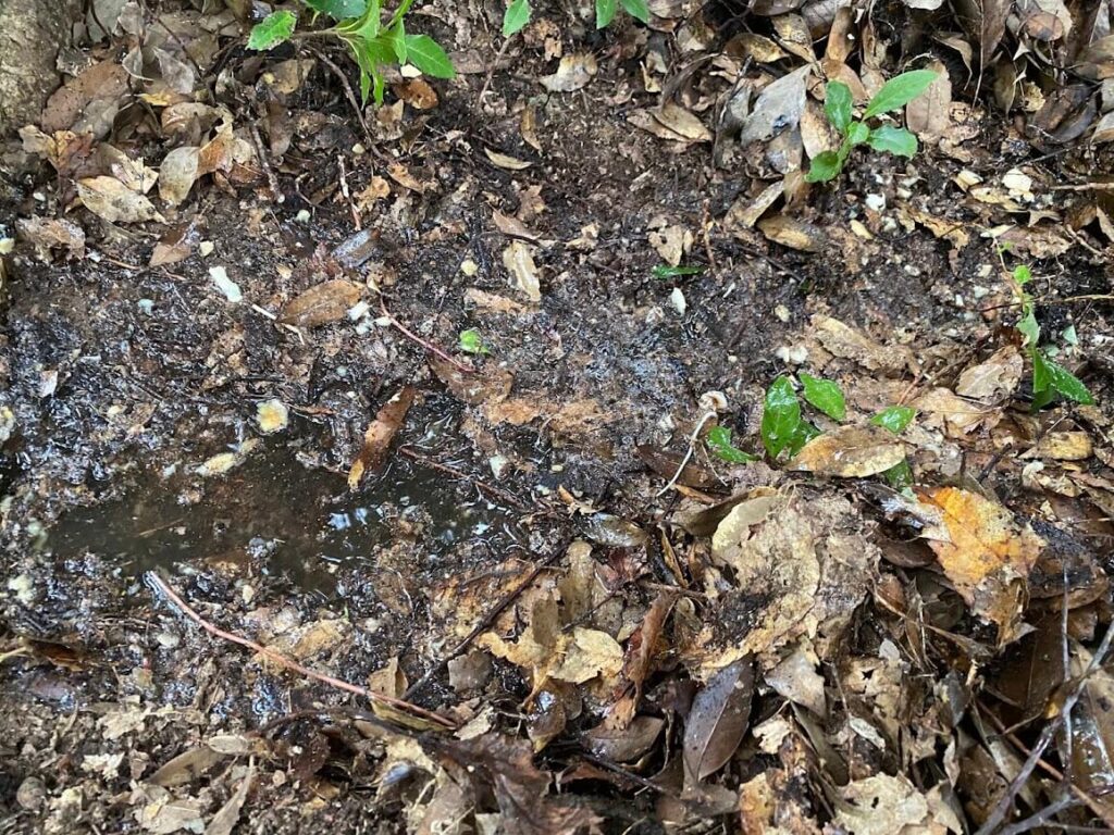 胞子水を撒く