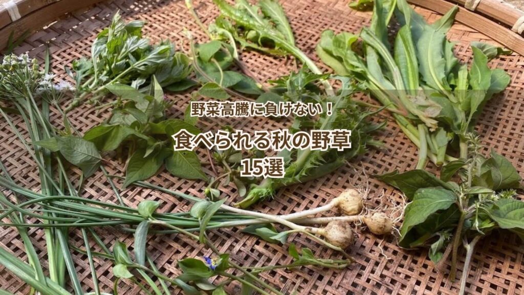 食べられる秋の野草