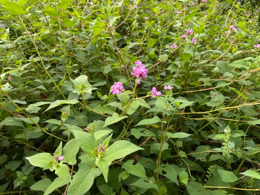 ミゾソバ